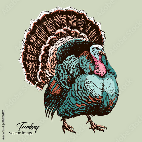 Big Turkey bird black pen vector hand drawing