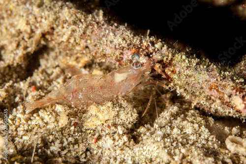 Prawn  shrimp