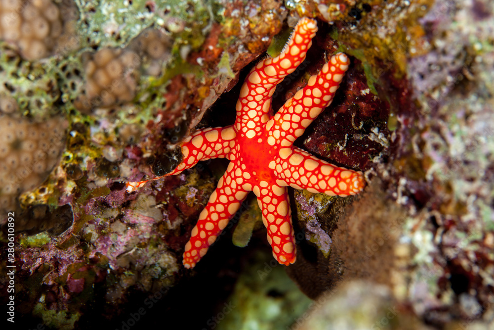 Fromia monilis, common name necklace starfish or tiled starfish, is a species of starfish belonging to the family Goniasteridae Fromia monilis, common name necklace starfish or tiled starfish, is a species of starfish belonging to the family Goniasteridae