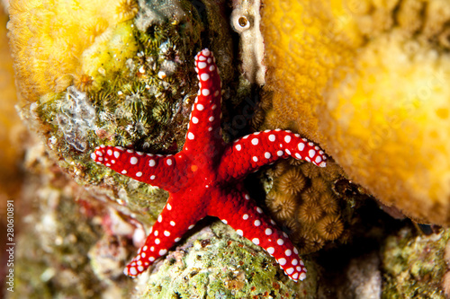 Fromia ghardaqana  common name Ghardaqa sea star  is a species of marine starfish in the family Goniasteridae