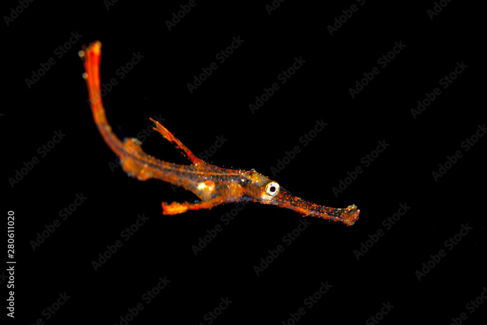 The robust ghost pipefish, Solenostomus cyanopterus The robust ghost pipefish, Solenostomus cyanopterus