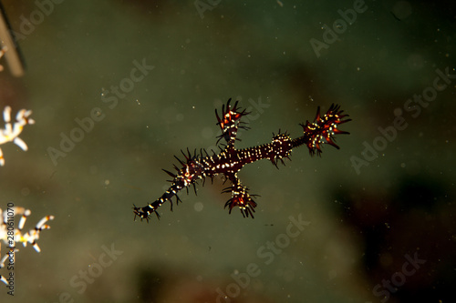 The ornate ghost pipefish or harlequin ghost pipefish, Solenostomus paradoxus photo