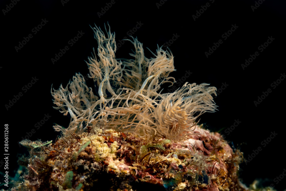 Naklejka premium Ghost- Phantom Nudibranch, Melibe colemani