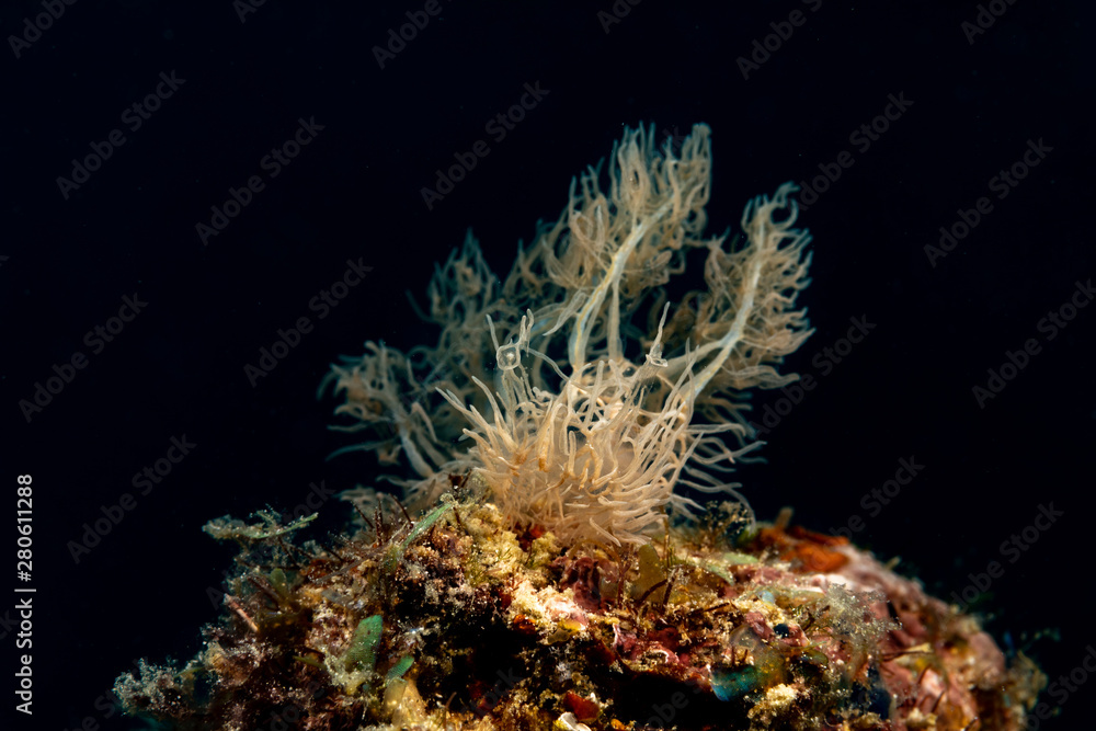 Fototapeta premium Ghost- Phantom Nudibranch, Melibe colemani