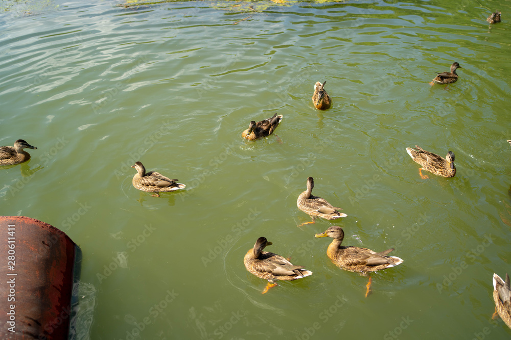 Ducks swim in the river. ducks swim in the lake in the park. Ducks swim in the river. ducks swim in the lake in the park.