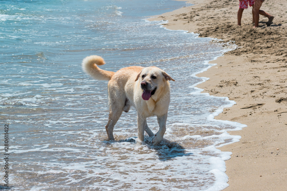Labrador dog plays and has fun on the beach