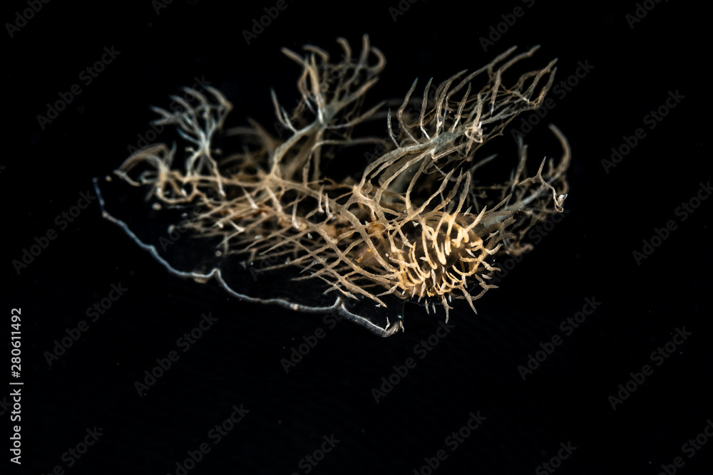 Ghost- Phantom Nudibranch, Melibe colemani Ghost- Phantom Nudibranch, Melibe colemani