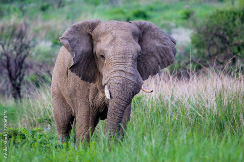 Bull elephant in Nambiti Game Reserve near Ladysmith in South Africa photo