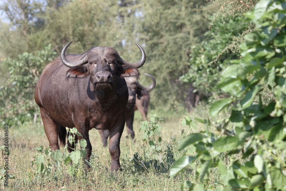 Kaffernbüffel / Buffalo / Syncerus caffer Kaffernbüffel / Buffalo / Syncerus caffer