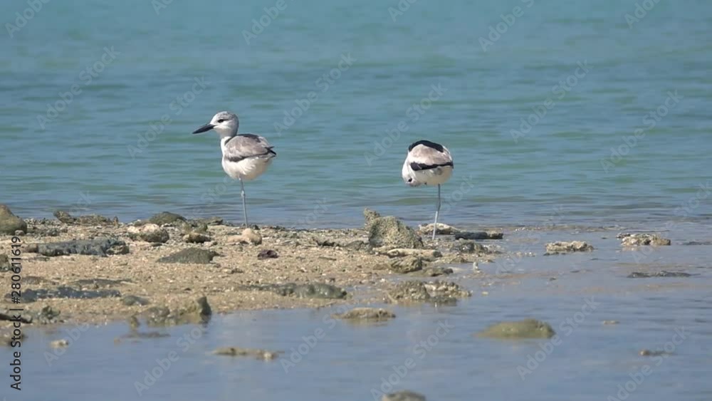 Crab plover habitat . Migratory pair of crab plover bird relax one leg standing and preening feather when the tide is high at Laem Krangyai ,Phang Nga Thailand,zoom in HD slow motion. Crab plover habitat . Migratory pair of crab plover bird relax one leg standing and preening feather when the tide is high at Laem Krangyai ,Phang Nga Thailand,zoom in HD slow motion.