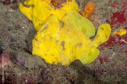 Commerson's frogfish or the giant frogfish, Antennarius commerson photo