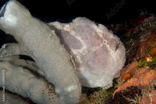 Giant frogfish - Antennarius commerson