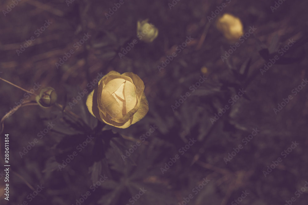 Fototapeta premium close up of Mountain flowers