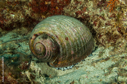 Foto Giant tun Sea snail, Tonna galea