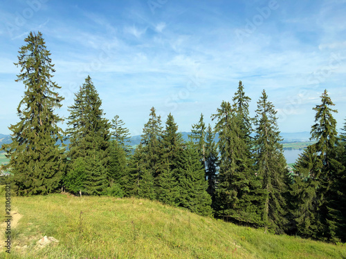 Evergreen or coniferous forests on the slopes of the Sihlsee Lake valley, Einsiedeln - Canton of Schwyz, Switzerland photo