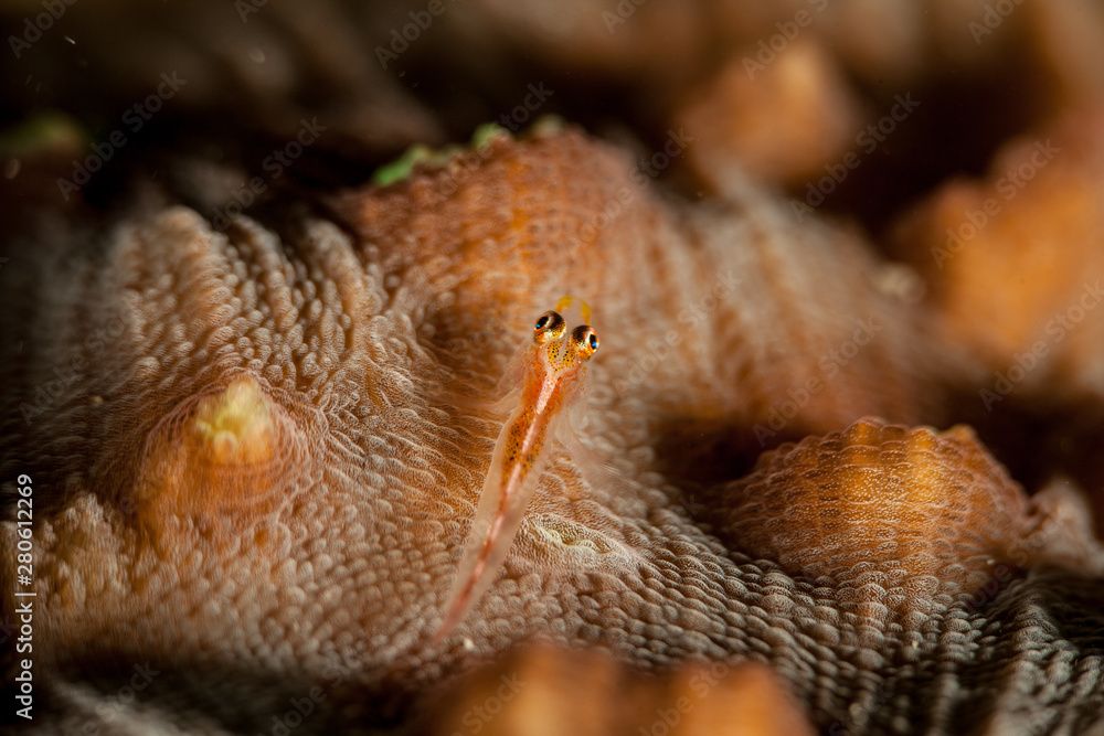 Fototapeta premium Translucent Coral Goby - Bryaninops erythrops