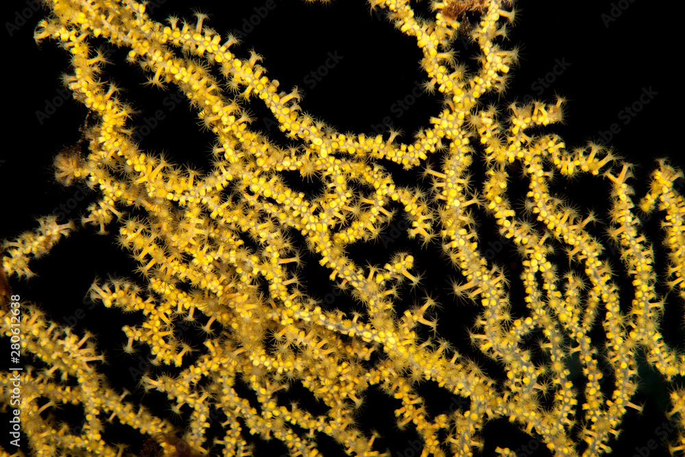 Gorgonians are also known as sea fans and sea whips