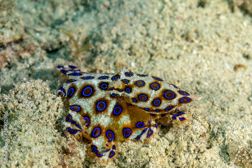 Greater blue-ringed octopus  Hapalochlaena lunulata