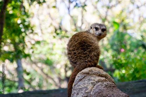 A Meerkat (Suricata) looking to the camera sitting on a rock photo