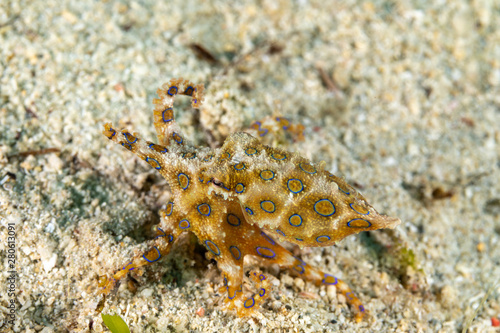 Greater blue-ringed octopus  Hapalochlaena lunulata
