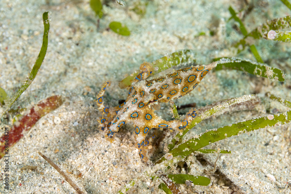 Greater blue-ringed octopus, Hapalochlaena lunulata