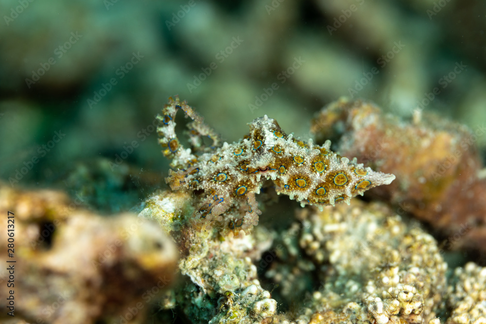 Greater blue-ringed octopus, Hapalochlaena lunulata