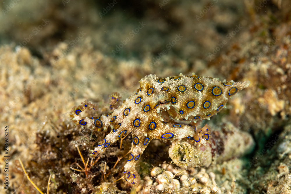 Greater blue-ringed octopus, Hapalochlaena lunulata Greater blue-ringed octopus, Hapalochlaena lunulata