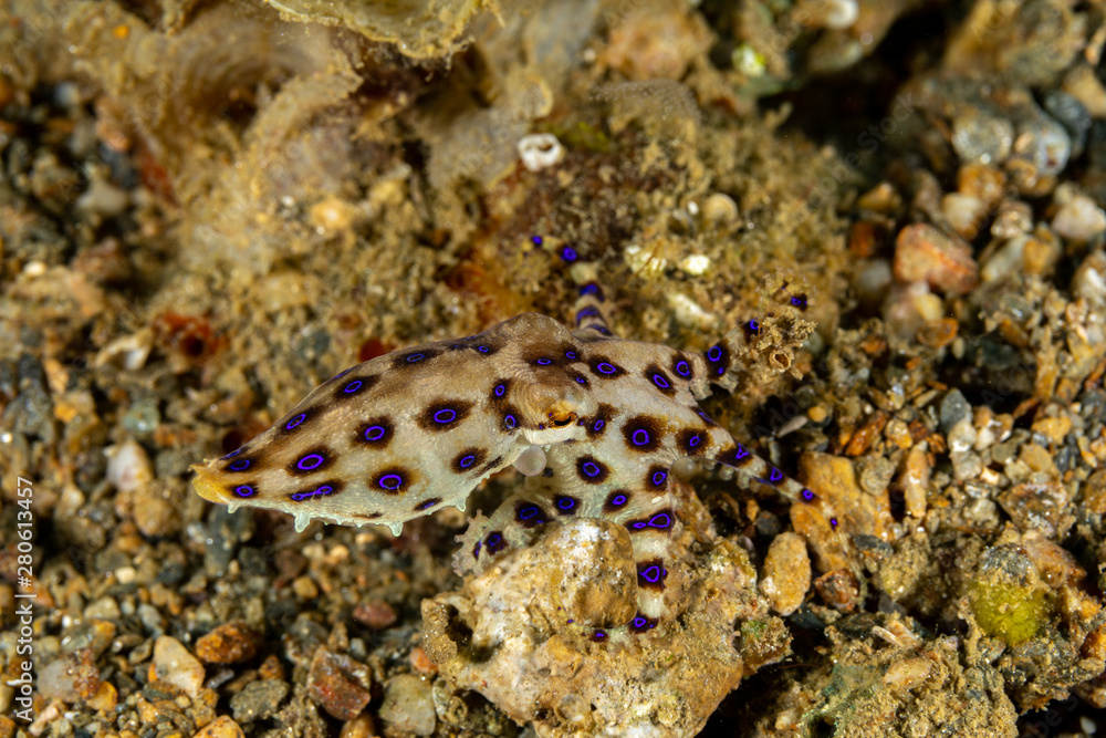 Greater blue-ringed octopus, Hapalochlaena lunulata is one of four species of highly venomous blue-ringed octopuses belonging to the family Octopodidae Greater blue-ringed octopus, Hapalochlaena lunulata is one of four species of highly venomous blue-ringed octopuses belonging to the family Octopodidae
