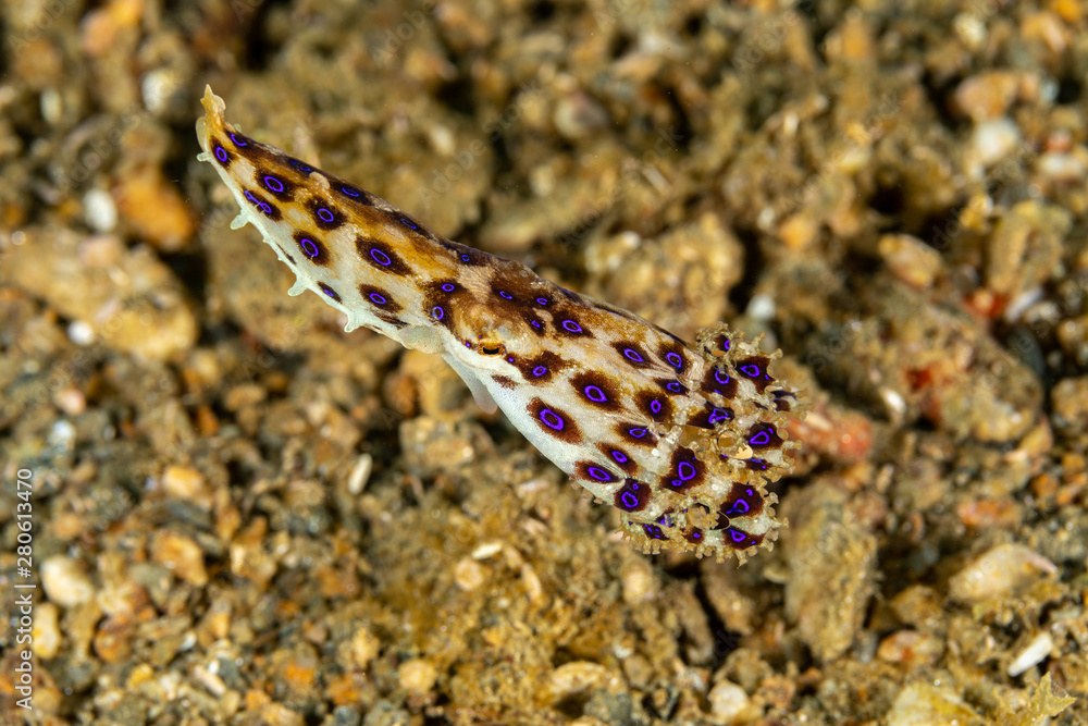 Greater blueringed octopus, Hapalochlaena lunulata is one of four species of highly venomous