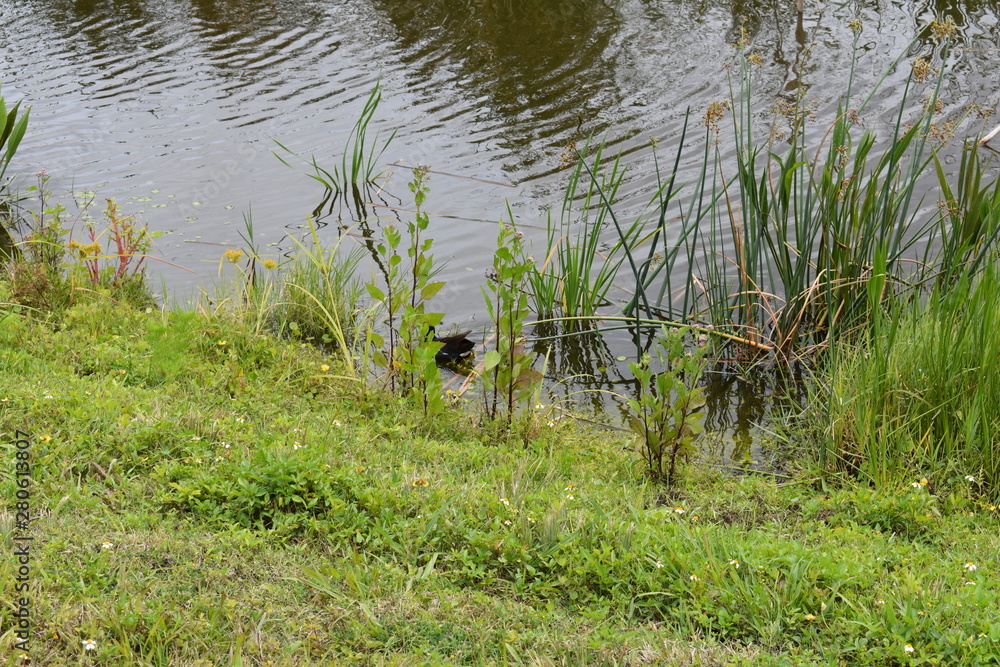 Fototapeta premium Florida Wetlands