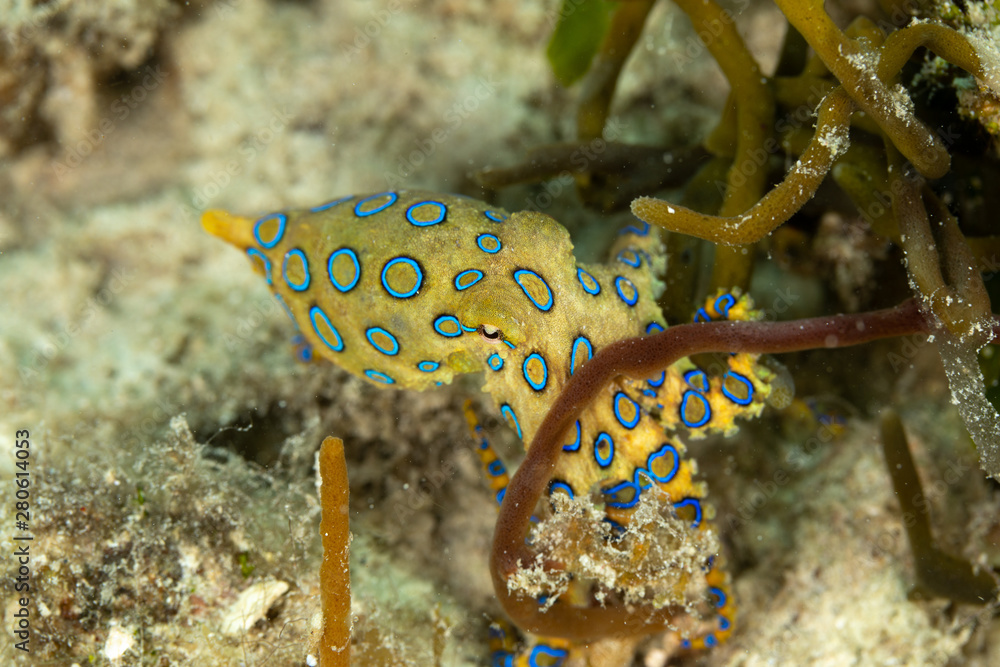 Greater blueringed octopus, Hapalochlaena lunulata is one of four