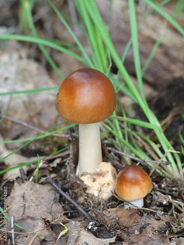 Amanita fulva, commonly called the tawny grisette, wild mushroom from Finland Amanita fulva, commonly called the tawny grisette, wild mushroom from Finland