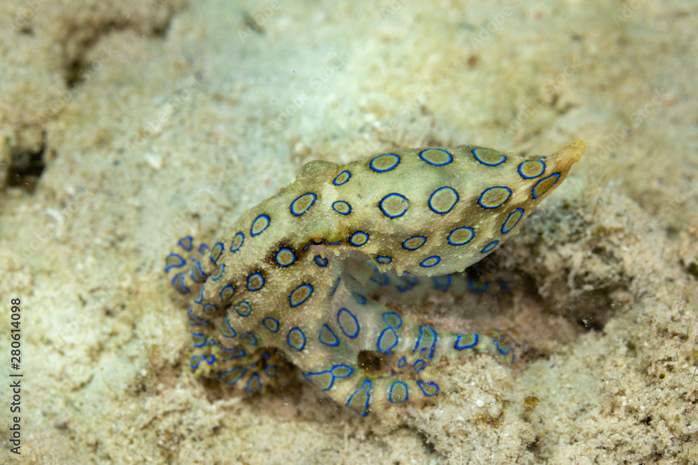 Greater blueringed octopus, Hapalochlaena lunulata is one of four