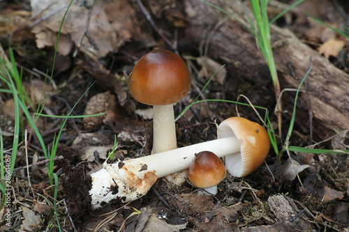 Amanita fulva, commonly called the tawny grisette, wild mushroom from Finland photo