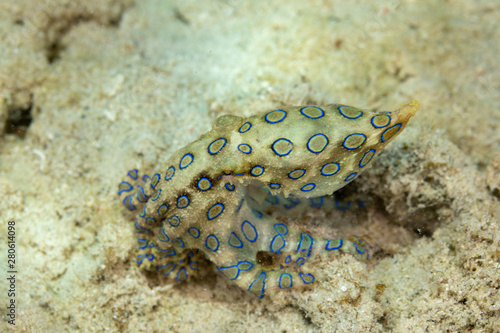Greater blue-ringed octopus, Hapalochlaena lunulata is one of four species of highly venomous blue-ringed octopuses belonging to the family Octopodidae