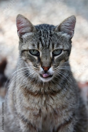 Colonia felina