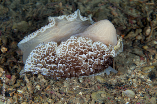 Umbraculum umbraculum Sea Slug photo