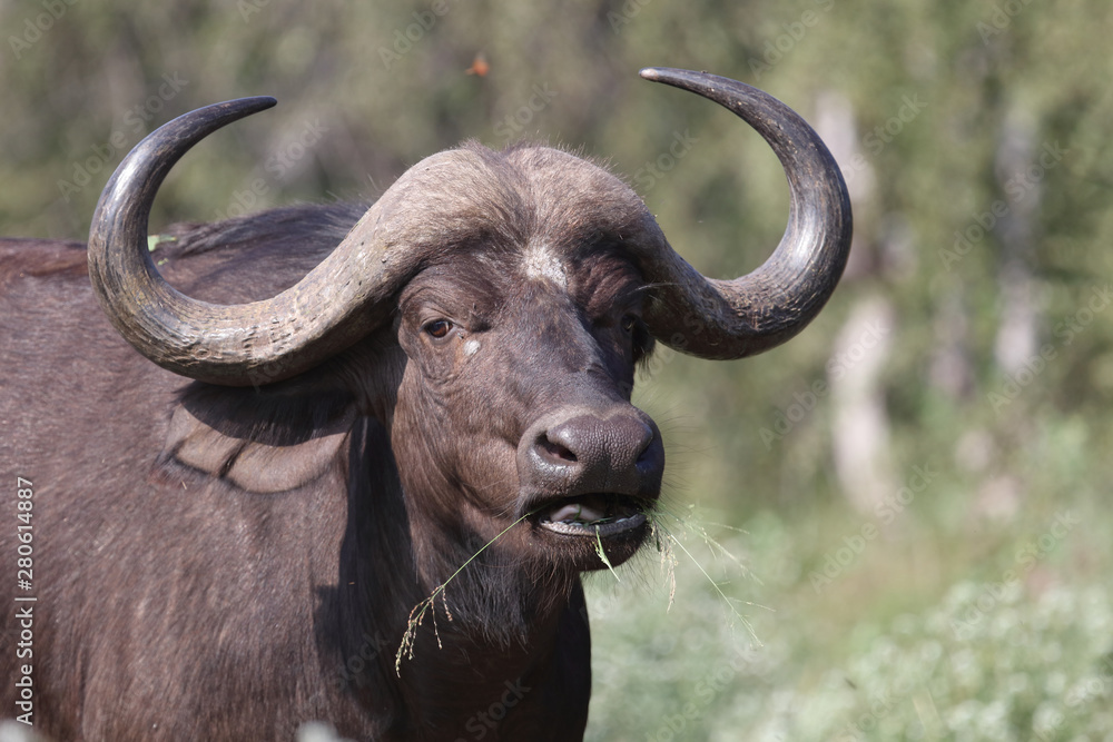 Kaffernbüffel / Buffalo / Syncerus caffer Kaffernbüffel / Buffalo / Syncerus caffer