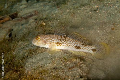 Gobies are fishes of the family Gobiidae