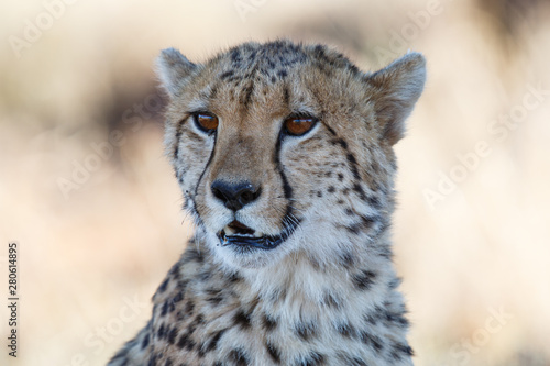 Portrait of a cheetah in Tiger Canyons Game Reserve in South Africa