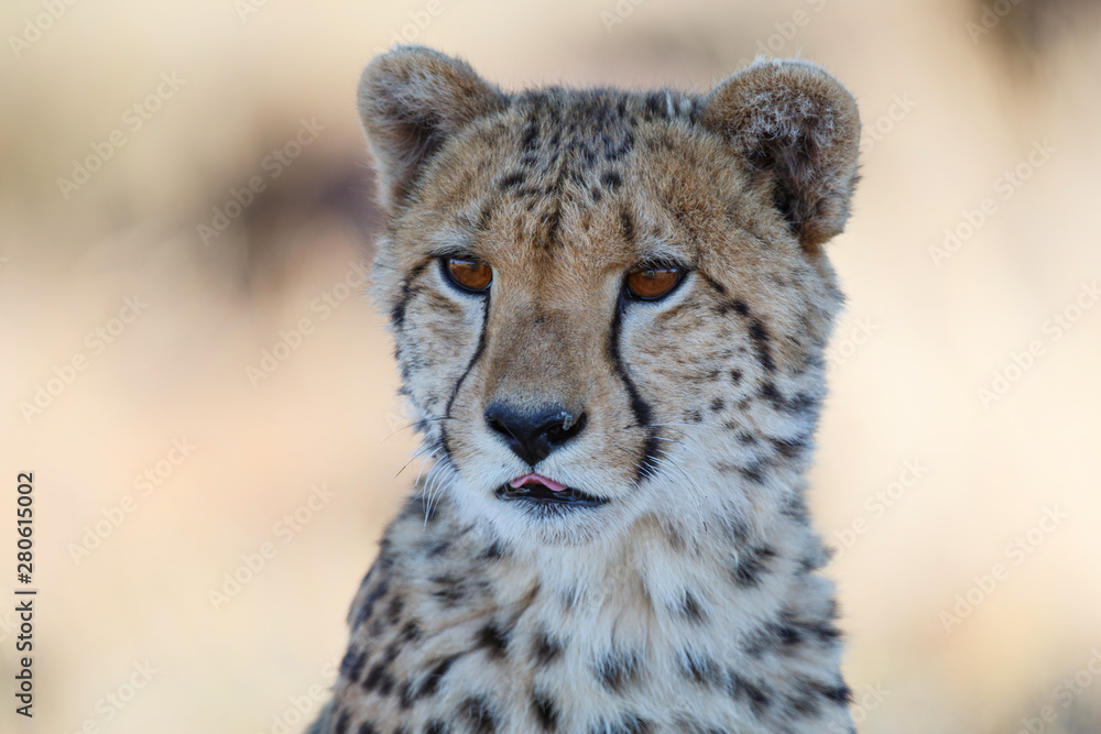 Portrait of a cheetah in Tiger Canyons Game Reserve in South Africa Portrait of a cheetah in Tiger Canyons Game Reserve in South Africa
