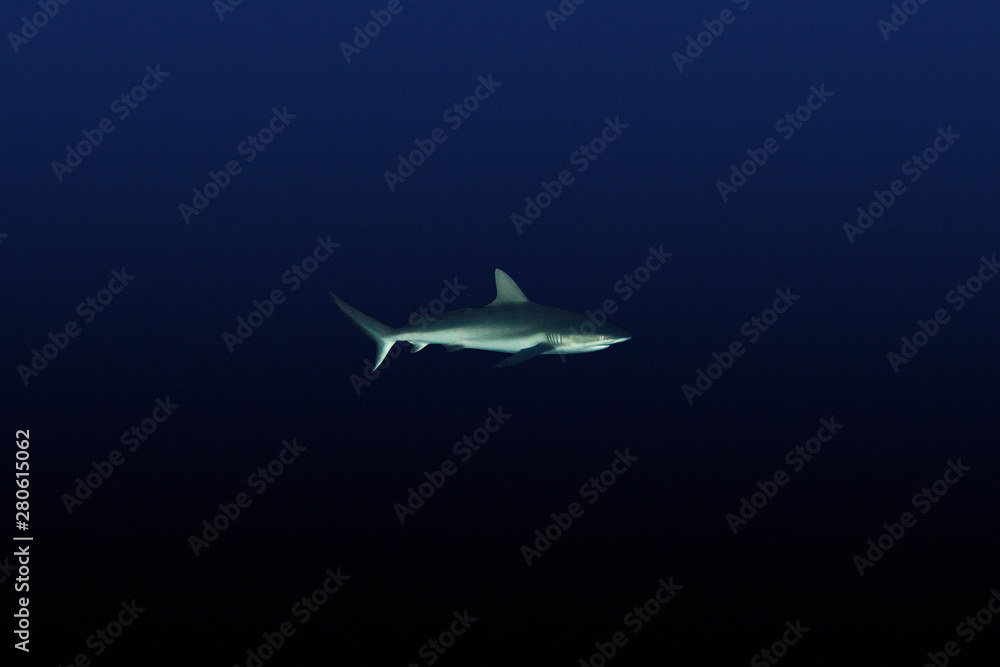 Gray Reefshark - Carcharhinus amblyrhynchos Gray Reefshark - Carcharhinus amblyrhynchos