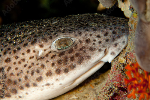 small spotted catshark, Scyliorhinus canicula