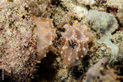 Halgerda Seaslug