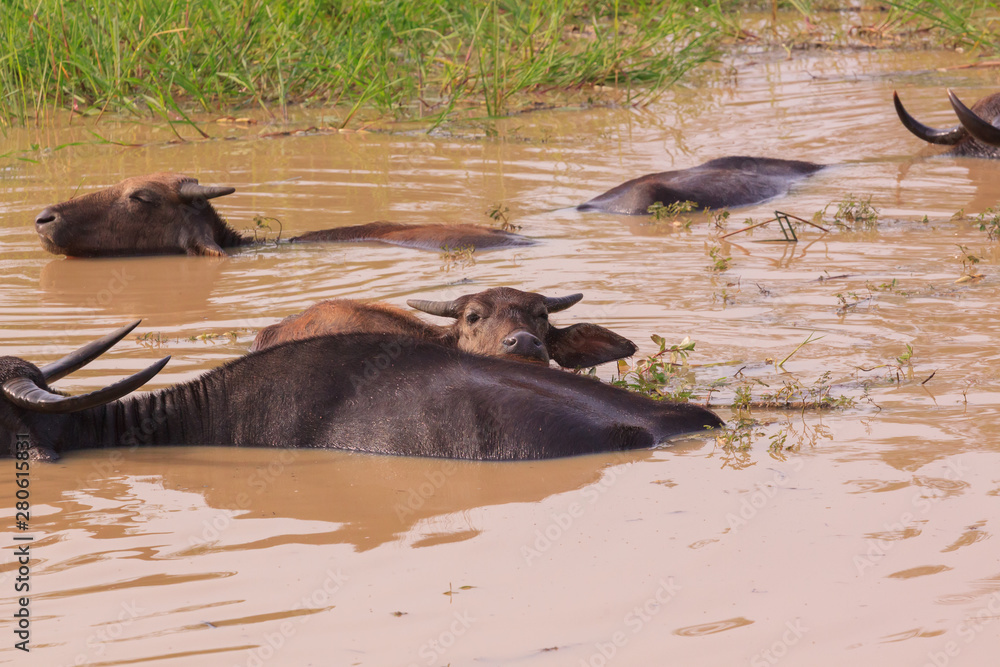 Water Buffalo in Yala National Park, Sri Lanka Water Buffalo in Yala National Park, Sri Lanka