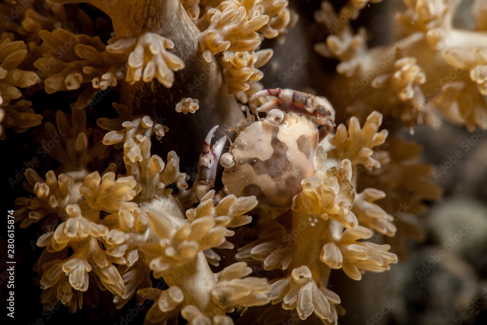 Harlequin Swimmer Crab - Lissocarcinus laevis Harlequin Swimmer Crab - Lissocarcinus laevis