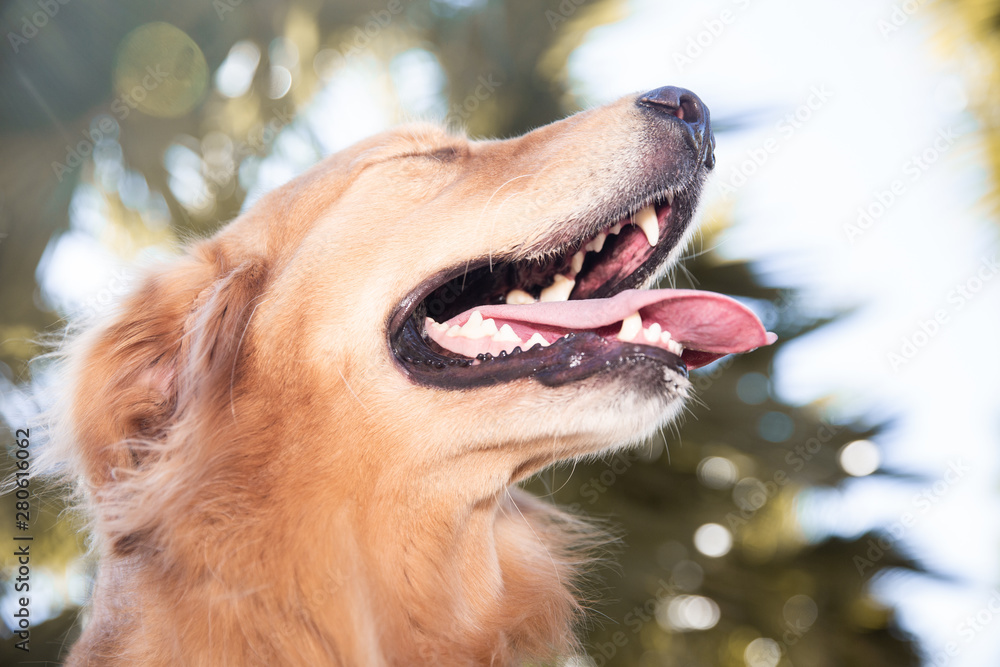 Golden dog on a sunny day in the park