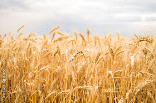 spikelets of yellow wheat against the sky