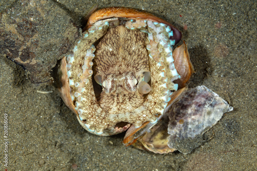 Coconut octopus and veined octopus, Amphioctopus marginatus is a medium-sized cephalopod belonging to the genus Amphioctopus