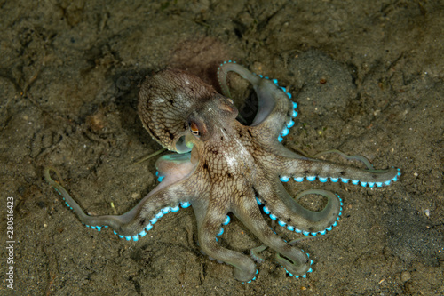 Coconut octopus and veined octopus, Amphioctopus marginatus is a medium-sized cephalopod belonging to the genus Amphioctopus photo